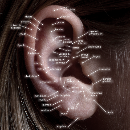 Photo d'une cartographie de l'oreille et des points d'acupressions